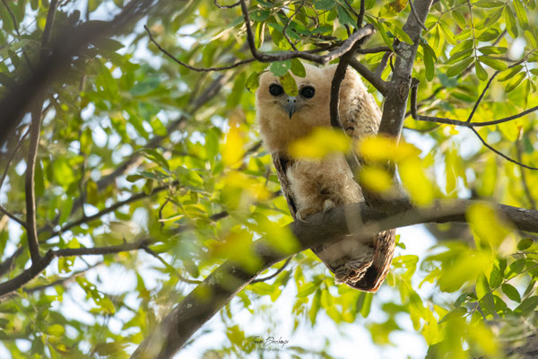 Thomas Deschamps Photography Chouette pecheuse de Pel Afrique - Pel's fishing owl Africa Wildlife pictures 
