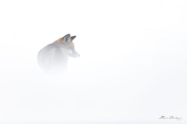 Thomas-Deschamps-Photography-renard-roux-France-photo-picture-wildlife-red-fox