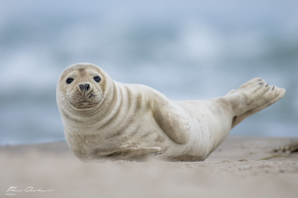 Thomas-Deschamps-Photography-phoque-veau-marin-Danemark-photo-picture-wildlife-harbor-seal