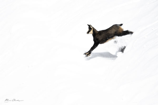 Thomas Deschamps Photography Chamois Photo France Wildlife pictures