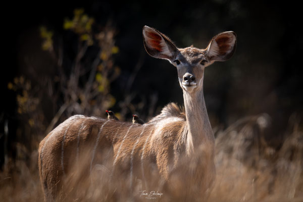 Grand-koudou-Greater-kudu-Afrique-du-sud-South-africa-thomas-deschamps-photography