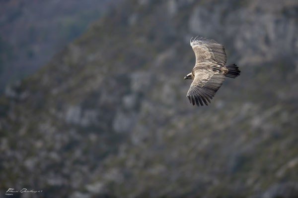 Thomas Deschamps Photography Vautour fauve France  baronnies provence griffon vulture wildlife pictures