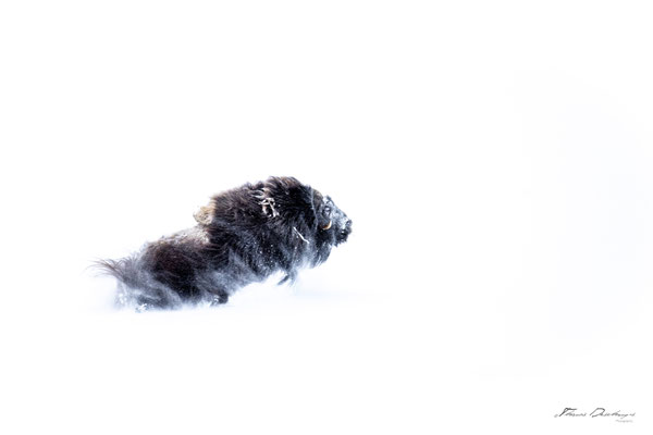 Thomas Deschamps Photography Boeuf musqué Dovrefjell Norvege - Muskox Norway wildlife pictures