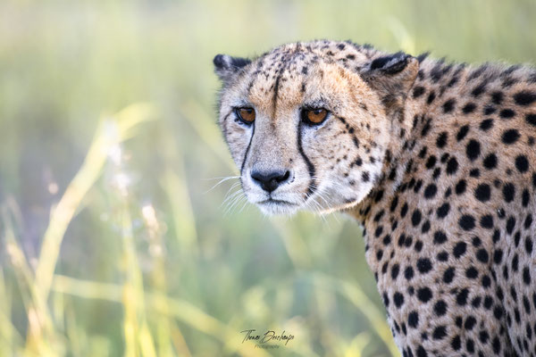 Thomas Deschamps Photography Guepard Afrique - Cheetah Africa wildlife pictures