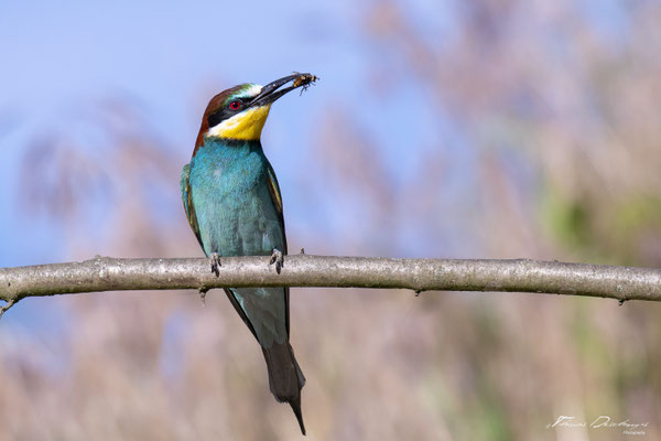 Thomas Deschamps Photography Guepier d'Europe France photo picture wildlife Bee eater