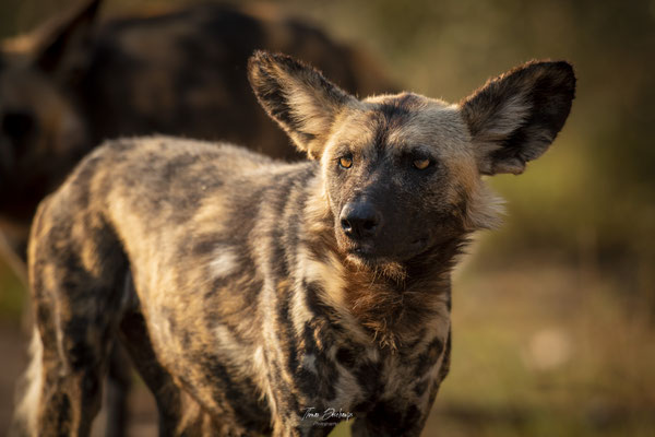 Thomas Deschamps Photography Lycaon Afrique - Wild dog Africa wildlife pictures