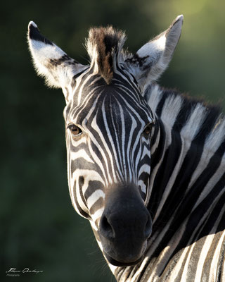 Thomas Deschamps Photography Zebre Afrique - Zebre Africa wildlife pictures