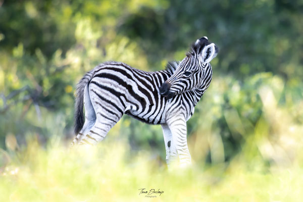 Thomas Deschamps Photography Zebre Afrique - Zebre Africa wildlife pictures