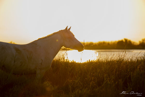Thomas-Deschamps-Photography-cheval-blanc-camargue-France-photo-picture-wildlife-horse