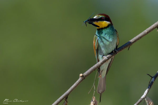 Thomas Deschamps Photography Guepier d'Europe France photo picture wildlife Bee eater