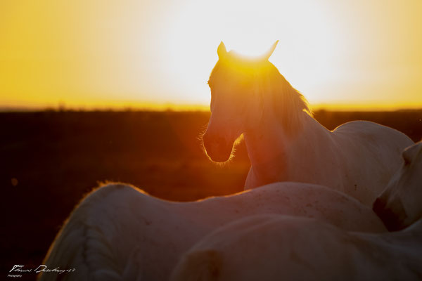 Thomas-Deschamps-Photography-cheval-blanc-camargue-France-photo-picture-wildlife-horse