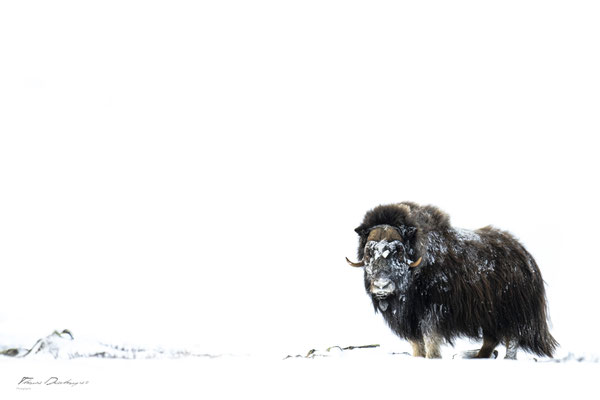 Thomas Deschamps Photography Boeuf musqué Dovrefjell Norvege - Muskox Norway wildlife pictures