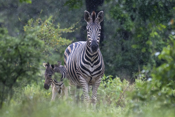 Zebre-zebra-Afrique-du-sud-South-africa-thomas-deschamps-photography