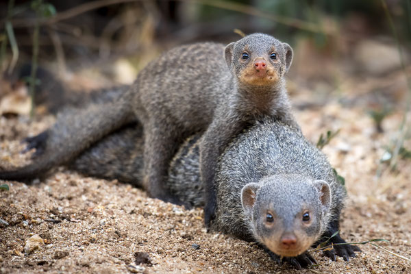 Thomas Deschamps Photography Mangouste rayee Afrique - Striped mongoose Africa wildlife pictures