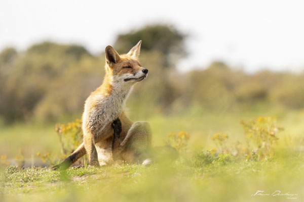 Thomas-Deschamps-Photography-renard-roux-pays-bas-photo-picture-wildlife-red-fox-netherlands