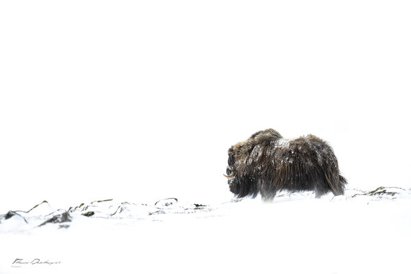 Thomas Deschamps Photography Boeuf musqué Dovrefjell Norvege - Muskox Norway wildlife pictures