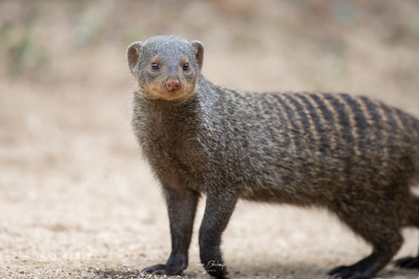 Thomas Deschamps Photography Mangouste rayee Afrique - Striped mongoose Africa wildlife pictures
