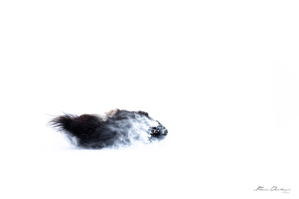 Thomas Deschamps Photography Boeuf musqué Dovrefjell Norvege - Muskox Norway wildlife pictures