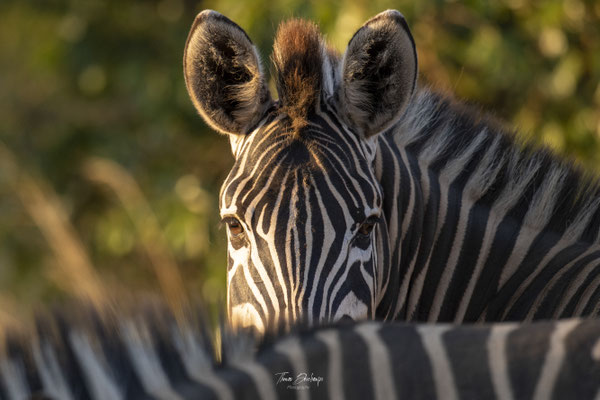 Thomas Deschamps Photography Zebre Afrique - Zebre Africa wildlife pictures