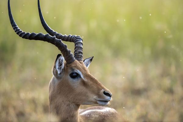 Thomas Deschamps Photography Impala Afrique - Impala Africa wildlife pictures