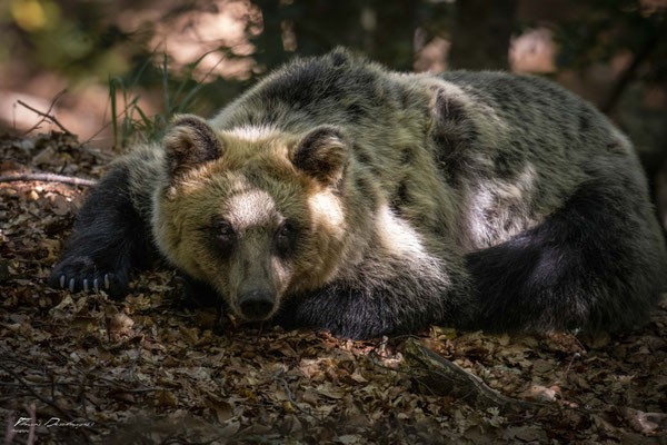 Thomas Deschamps Photography Ours marsicain Italie - Marsicano bear Italy Wildlife pictures