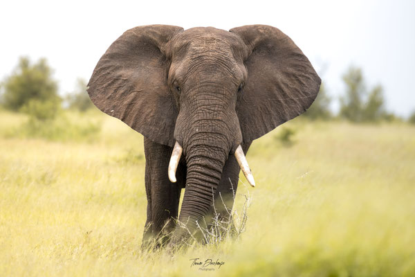 Elephant-Afrique-du-sud-South-africa-thomas-deschamps-photography