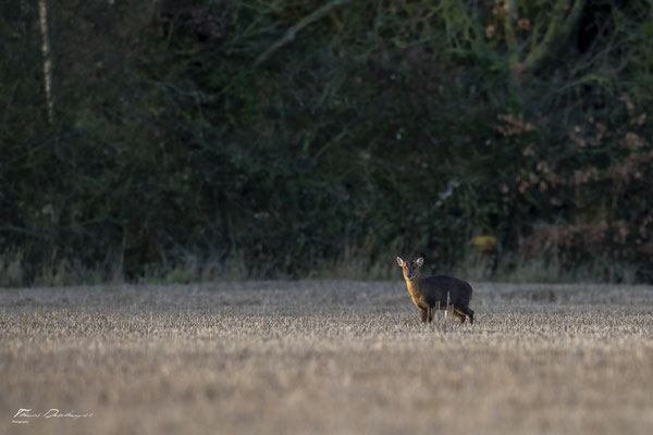 Thomas-deschamps-photography-Muntjac-Angleterre-Muntjac-England-wildlife-pictures