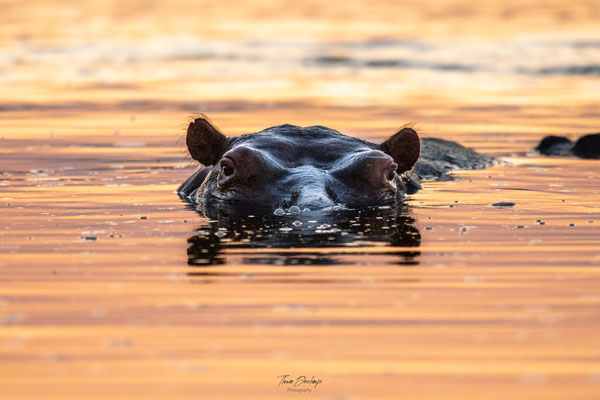 Hippopotame-Hippopotamus-Zambie-Zambia-thomas-deschamps-photography