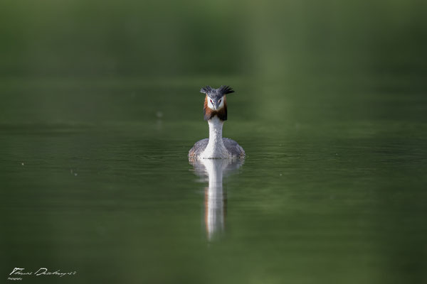 Thomas Deschamps Photography grèbe huppé France photo picture wildlife great crested grebe