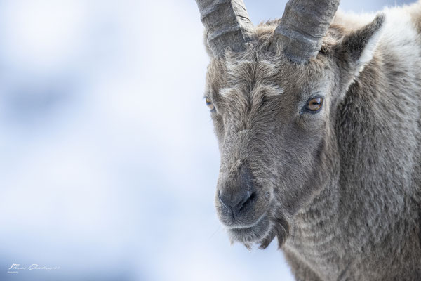 Thomas Deschamps Photography Bouquetin France Alpes Great ibex wildlife pictures