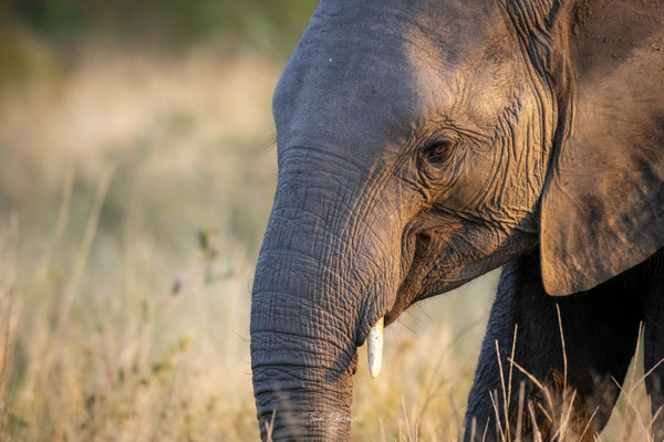 Elephant-Afrique-du-sud-South-africa-thomas-deschamps-photography