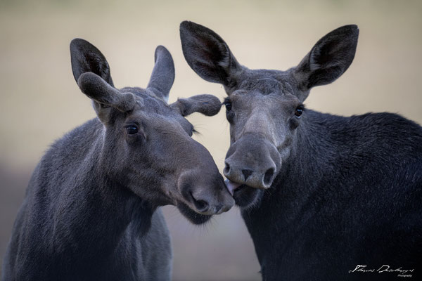 Thomas-Deschamps-Photography-elan-suede-photo-picture-wildlife-moose-sweden