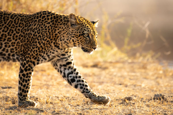 leopard-Zambie-Zambia-south-luangwa-thomas-deschamps-photography
