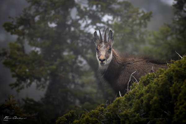 Thomas Deschamps Photography Chamois Photo France Wildlife pictures