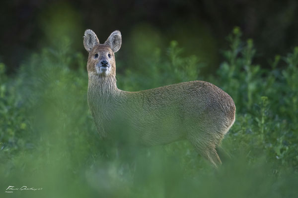 Thomas Deschamps Photography - Hydropote de chine - Angleterre - Chinese water deer wildlife pictures
