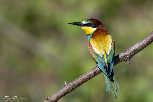 Thomas Deschamps Photography Guepier d'Europe France photo picture wildlife Bee eater