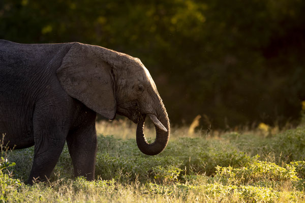 Thomas Deschamps Photography Elephant Afrique - African bush Elephant Africa wildlife pictures