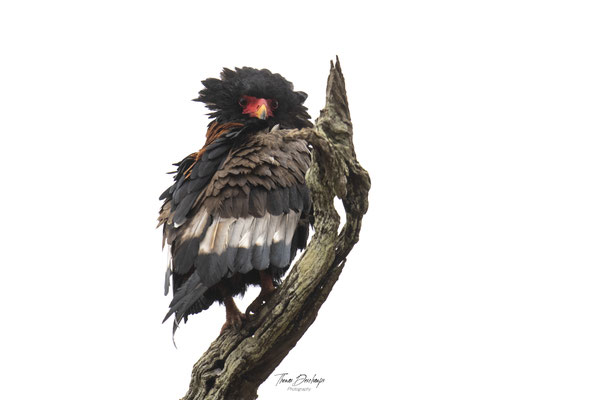 Thomas Deschamps Photography Bateleur Afrique - Bateleur Africa Wildlife pictures 