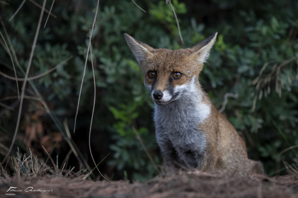 Thomas-Deschamps-Photography-renard-roux-italie-photo-picture-wildlife-red-fox-italy