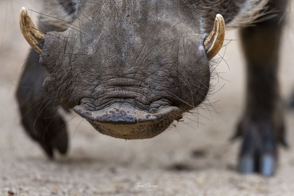 Thomas Deschamps Photography Phacochere Afrique - Warthog Africa Wildlife pictures 