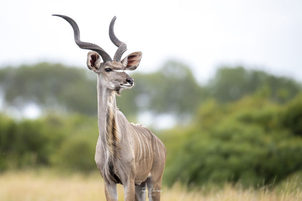 Thomas Deschamps Photography Grand Kudu Afrique - Greater Kudu Africa wildlife pictures