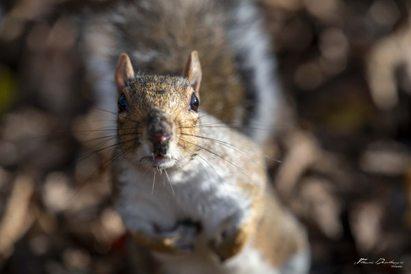 Thomas Deschamps Photography-ecureuil-gris-Angleterre-grey-squirrel-wildlife-pictures