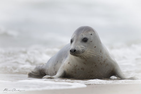 Thomas-Deschamps-Photography-phoque-veau-marin-Danemark-photo-picture-wildlife-harbor-seal
