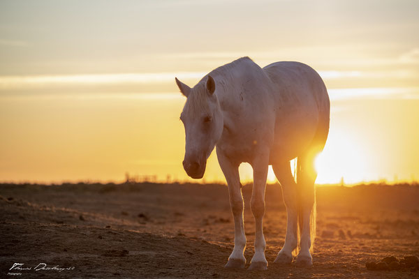 Thomas-Deschamps-Photography-cheval-blanc-camargue-France-photo-picture-wildlife-horse