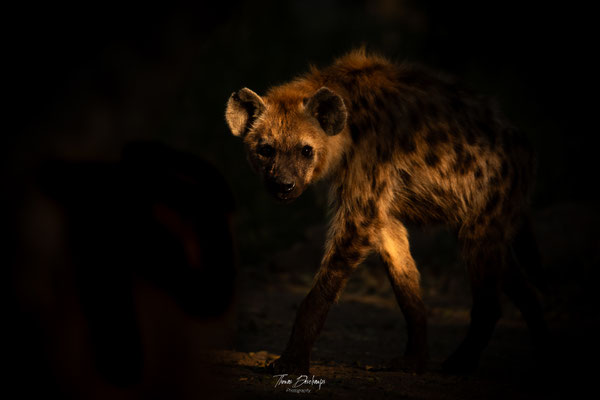 Hyene-tachetée-Spotted-hyena-Afrique-du-sud-South-Africa-thomas-deschamps-photography