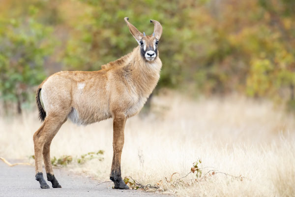 Thomas Deschamps Photography Antilope Rouanne Afrique - Roan Antelope Africa wildlife pictures