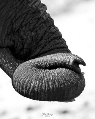 Thomas Deschamps Photography Elephant Afrique - African bush Elephant Africa wildlife pictures