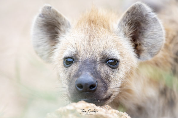 Thomas Deschamps Photography Hyene tachetee Afrique - Spotted Hyena cub Africa wildlife pictures