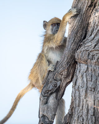 Babouin-Chacma-baboon-Afrique-du-sud-South-Africa-thomas-deschamps-photography