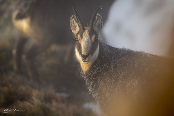 Thomas Deschamps Photography Chamois Photo France Wildlife pictures